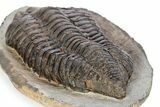 Rare, Calymenid (Pradoella) Trilobite - Jbel Kissane, Morocco #243631-5